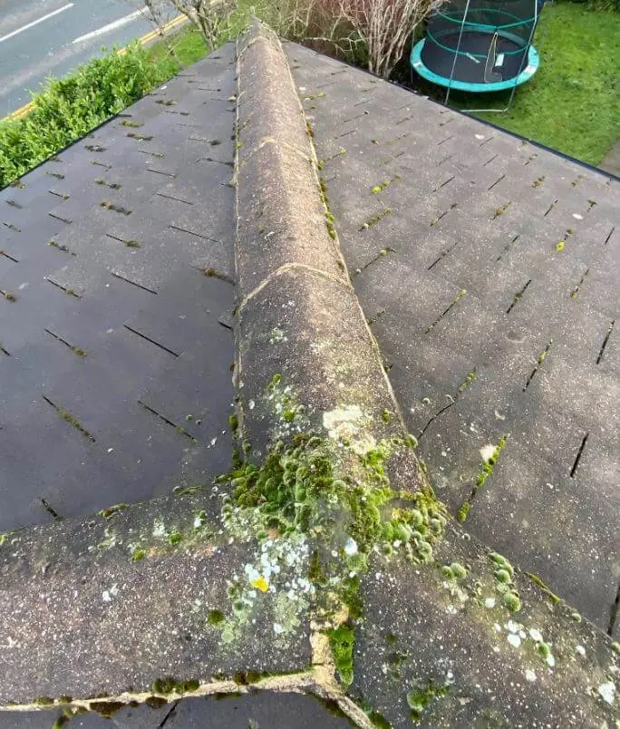 Moss and lichen growing along a roof ridge
