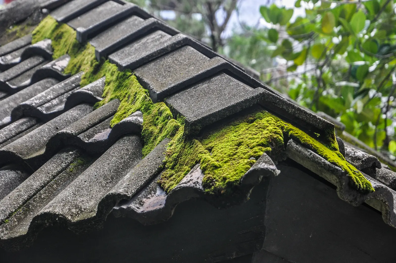 Moss growing along the edge of a concrete tiled roof