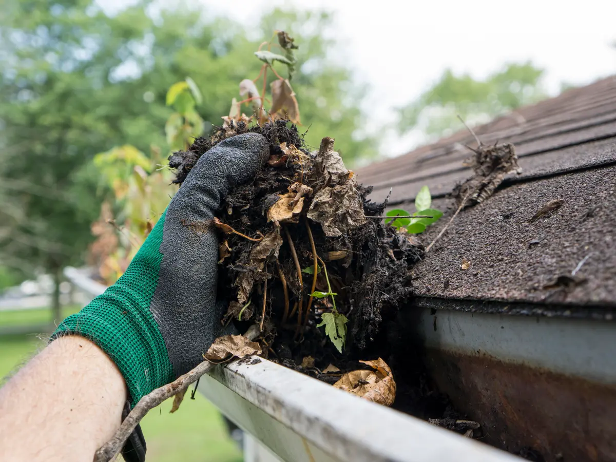 Gloved hand clearing leaves and debris from a gutter