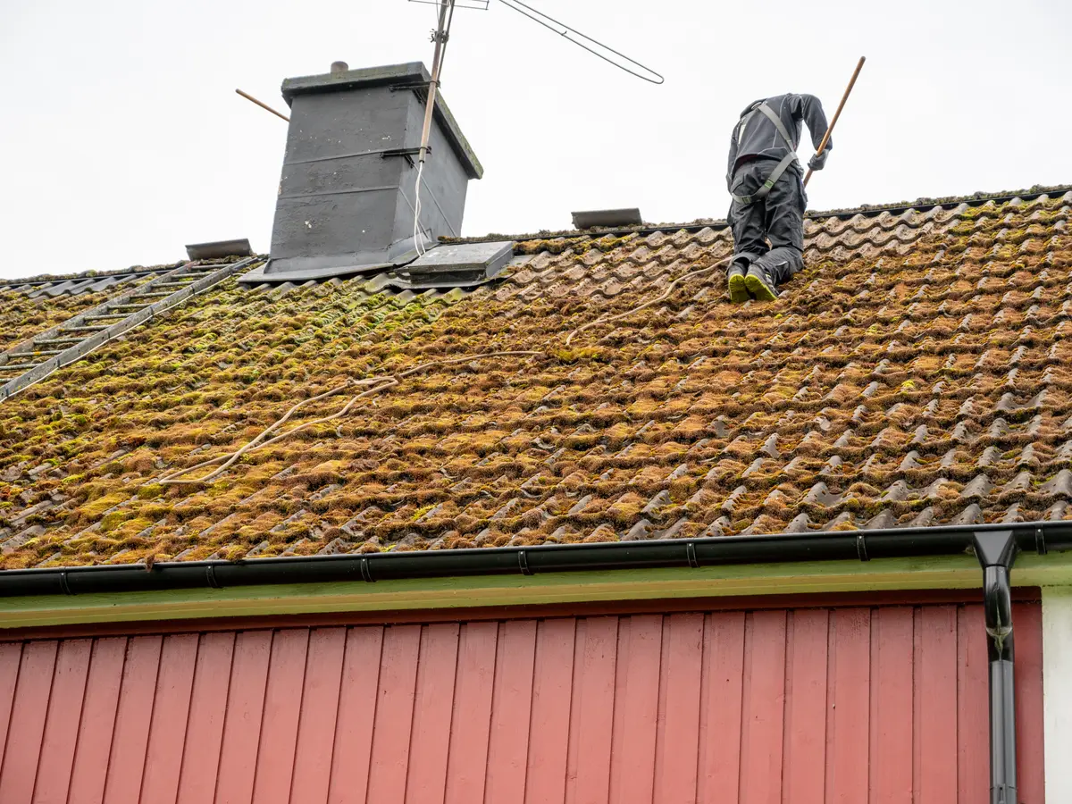 Roofer removing moss from a tiled roof by hand