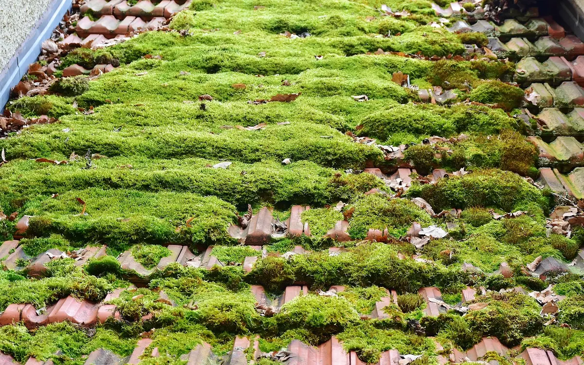 Thick moss covering a tiled roof