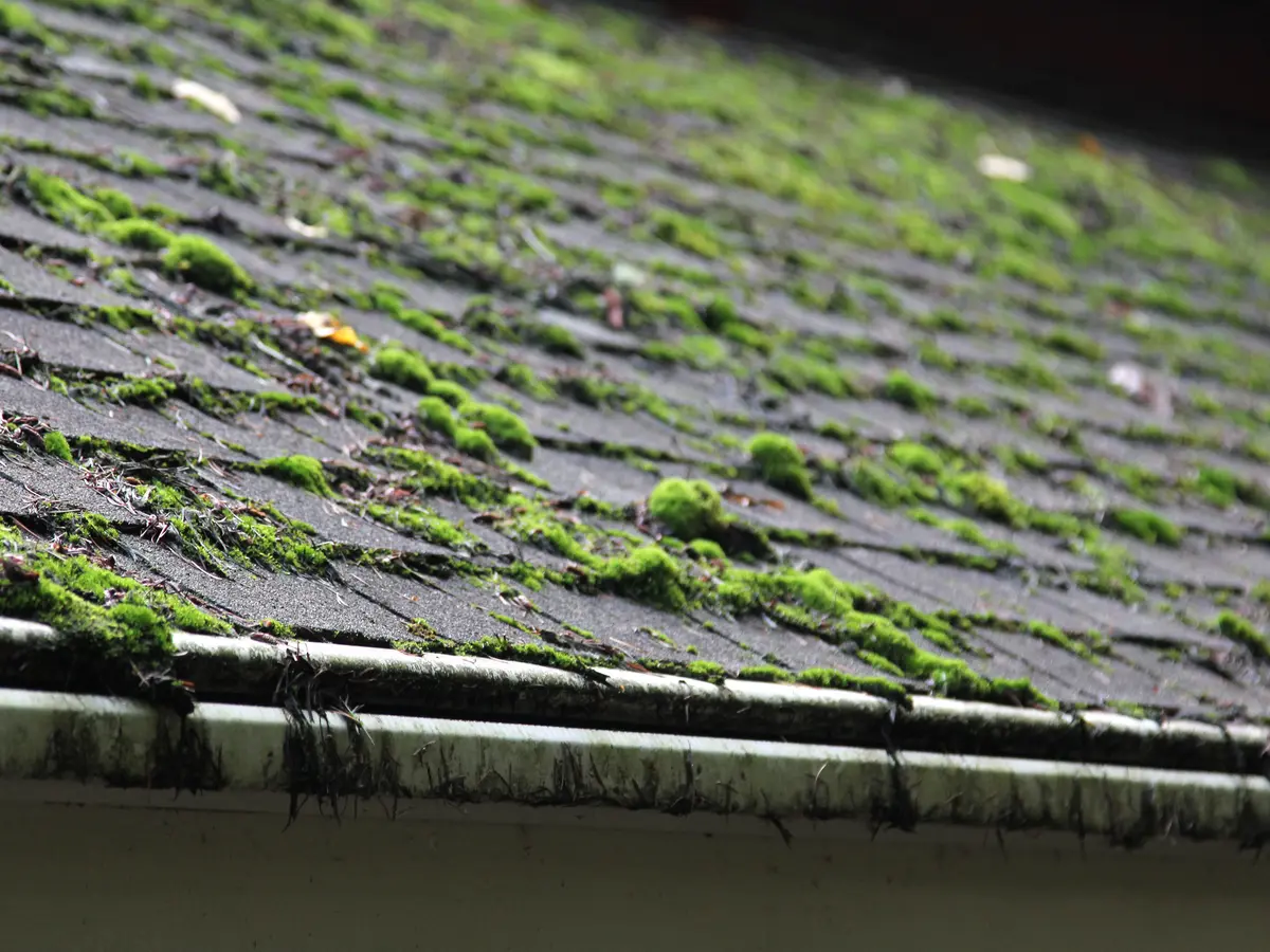 Moss and debris collecting in a gutter below a tiled roof
