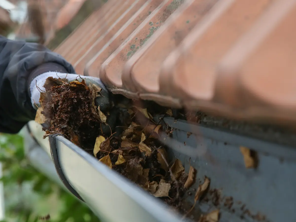 Gloved hand pulling leaves and debris out of a gutter