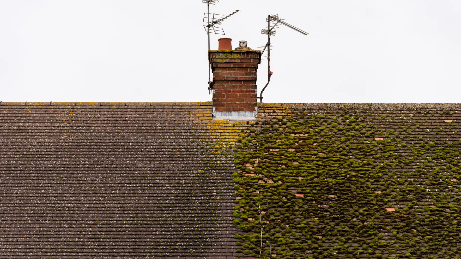 Tiled roof half cleared of moss, with clean and mossy sections side by side