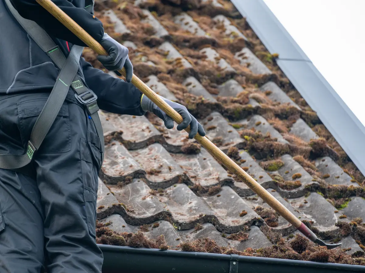 Roofer scraping thick moss from concrete roof tiles